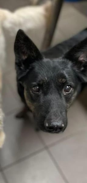 LINA & JONA - Notfall 2er alter Hunde