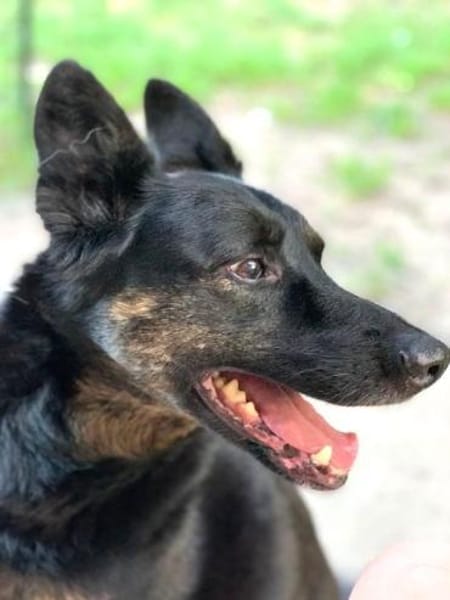 LINA & JONA - Notfall 2er alter Hunde