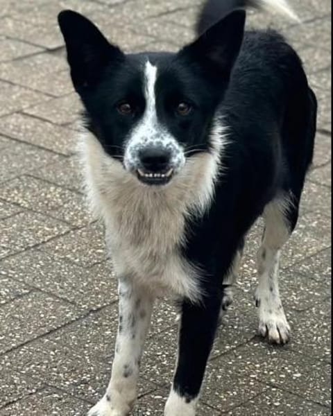Lucy, Mischlingshündin, 10 Monate