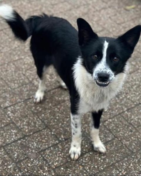 Lucy, Mischlingshündin, 10 Monate