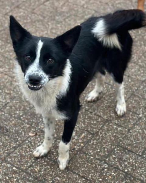 Lucy, Mischlingshündin, 10 Monate