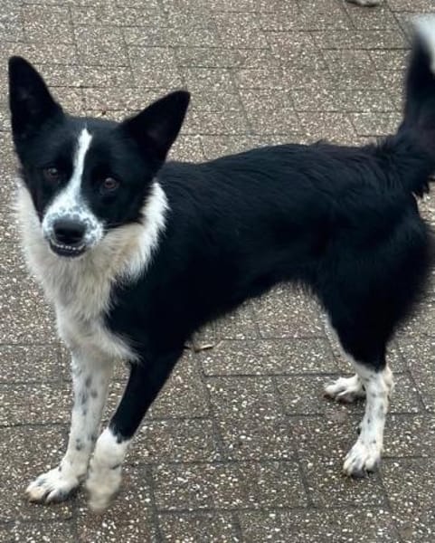Lucy, Mischlingshündin, 10 Monate
