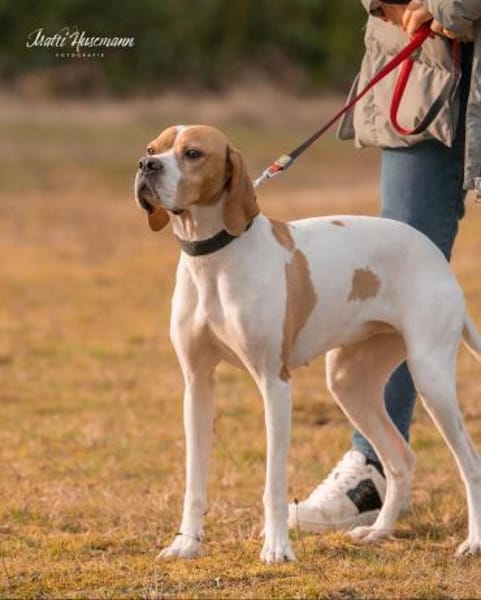 Sissy, Bracke Mix, 3,5 Jahre