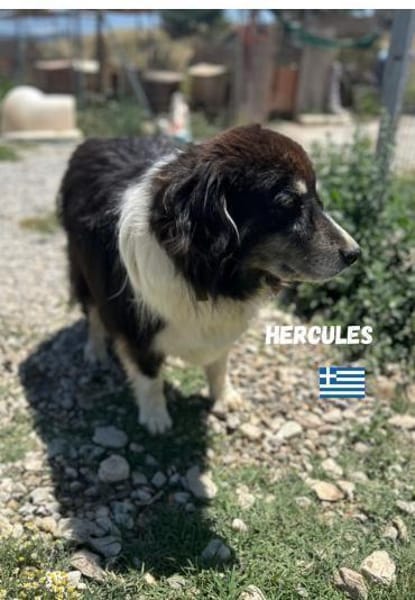 Hercules