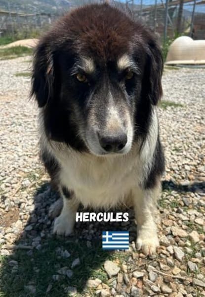 Hercules