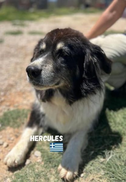 Hercules