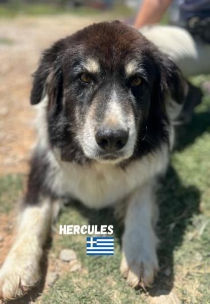 Hercules