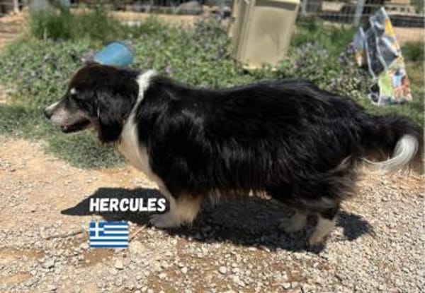 Hercules