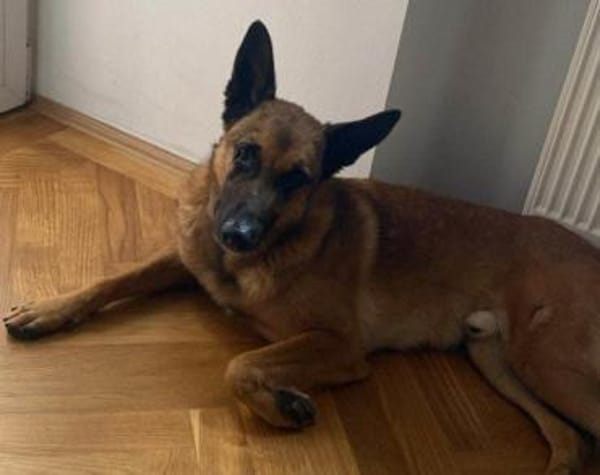 Malinois-Mix ROCKY wartet in 07806 Weira