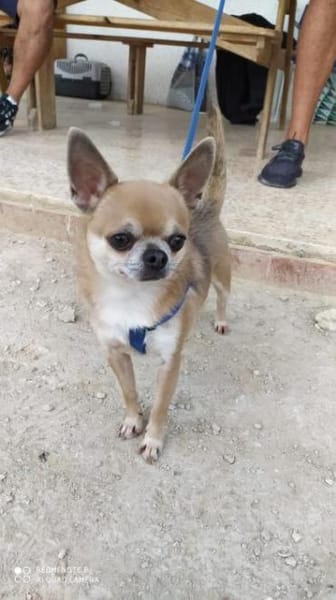 Pepito sucht ein neues Zuhause