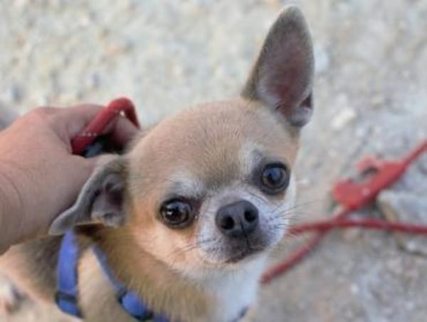Pepito sucht ein neues Zuhause