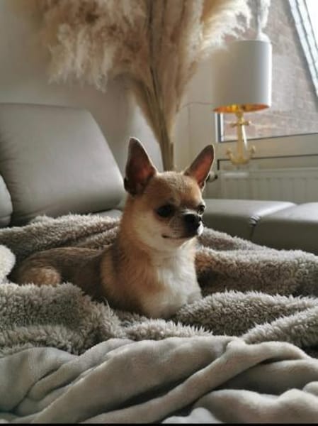 Pepito sucht ein neues Zuhause