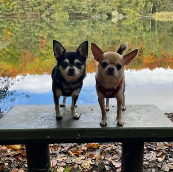 Pepito sucht ein neues Zuhause