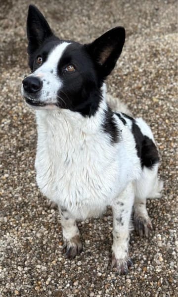 Sally, Mischlingshündin, 8 Jahre