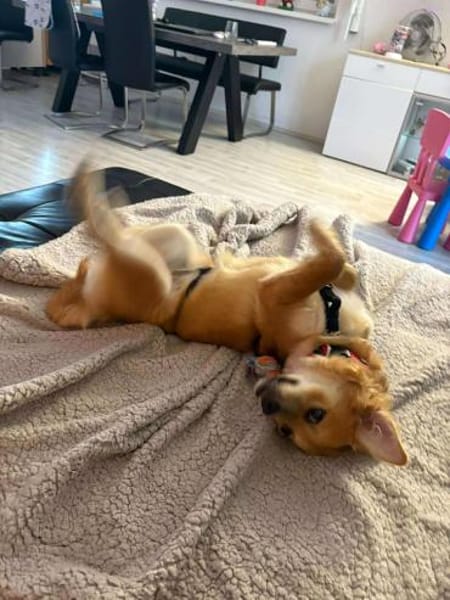 Lexie, unser kleines Zaubermaus 🐾