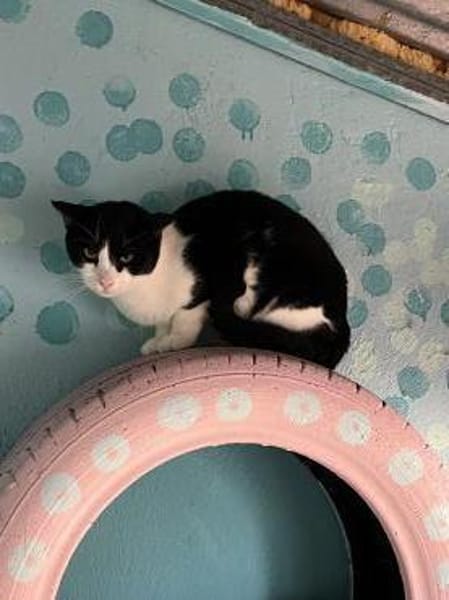 FiV+ Katze Minnie aus dem Tierschutz
