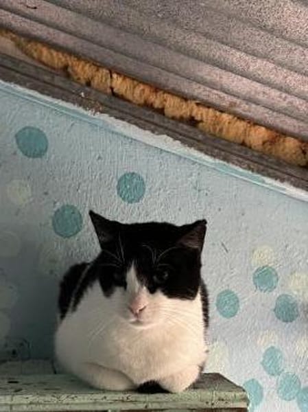 FiV+ Katze Minnie aus dem Tierschutz