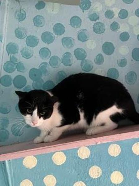 FiV+ Katze Minnie aus dem Tierschutz