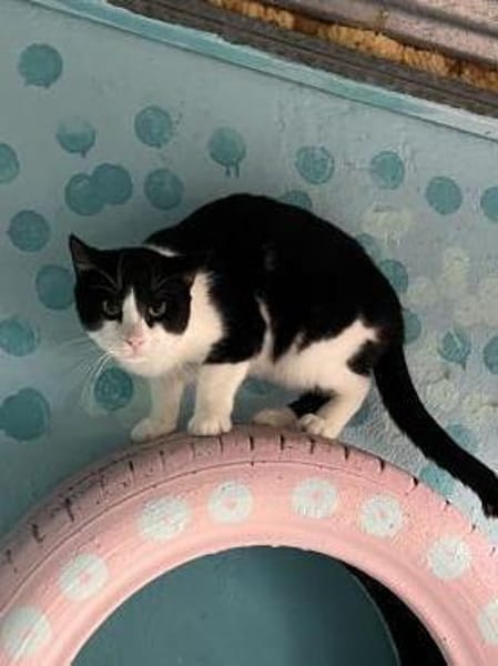 FiV+ Katze Minnie aus dem Tierschutz