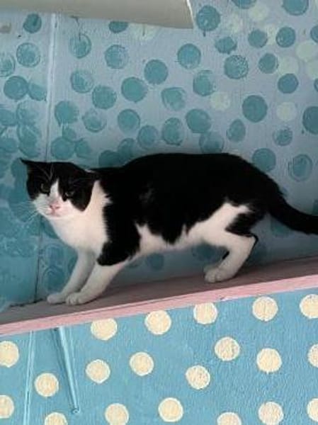 FiV+ Katze Minnie aus dem Tierschutz