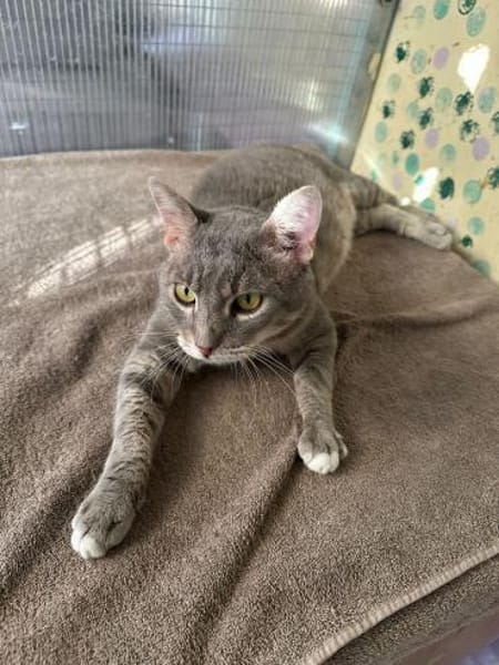 Joey aus dem Tierschutz