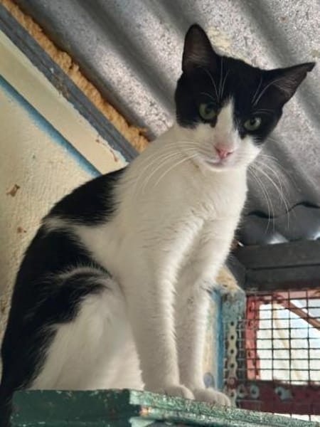 Minnie aus dem Tierschutz