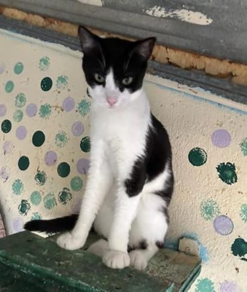 Minnie aus dem Tierschutz