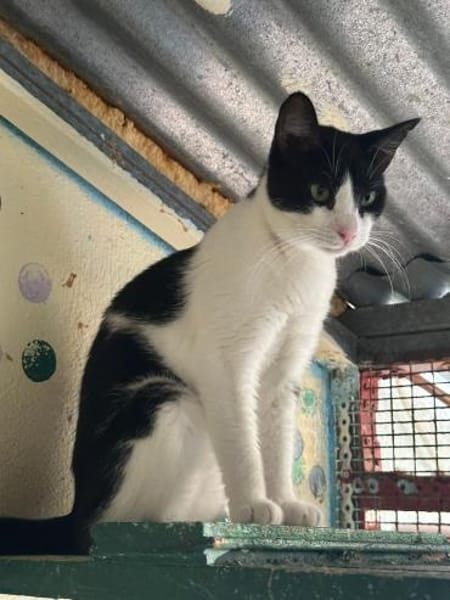 Minnie aus dem Tierschutz