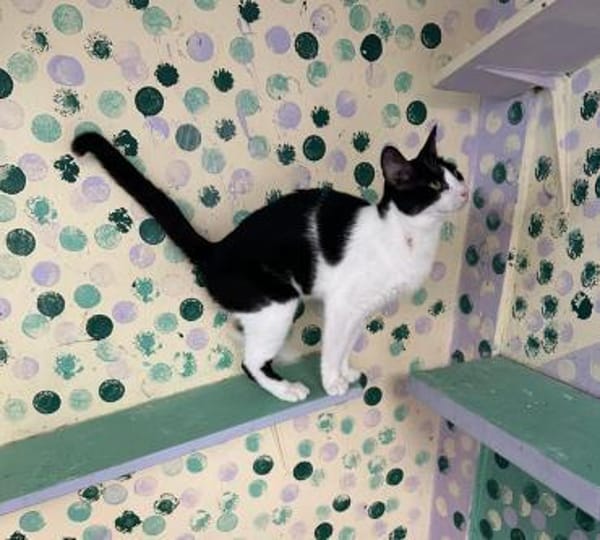 Minnie aus dem Tierschutz