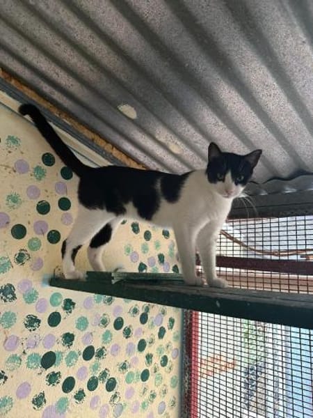 Minnie aus dem Tierschutz