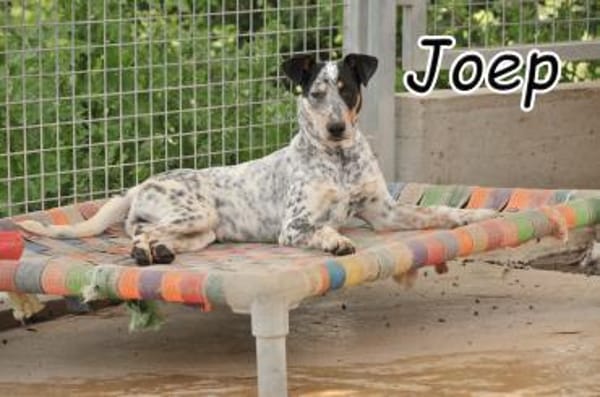 Begrüßt Joep Sie als nächstes??❤❤