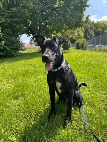 Omega - süßer Jungspund sucht Zuhause