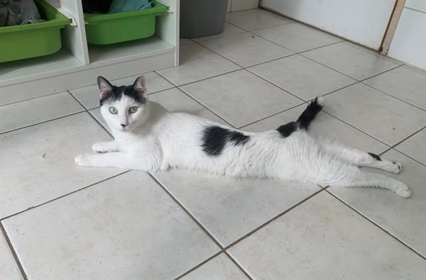 Tino
