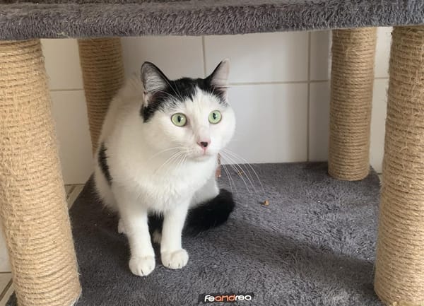 Tino