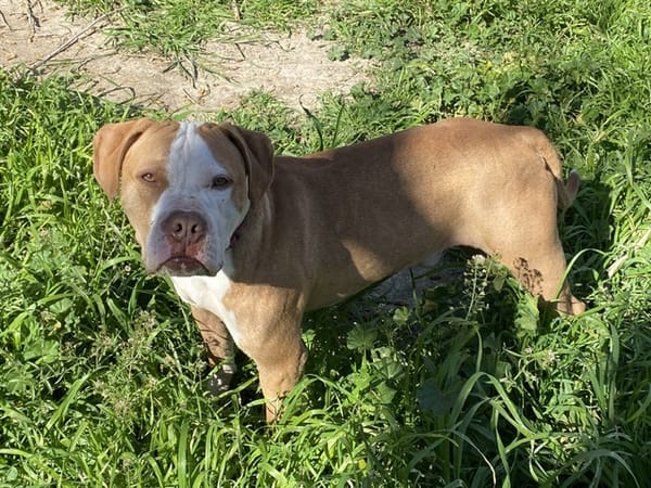 TYSON