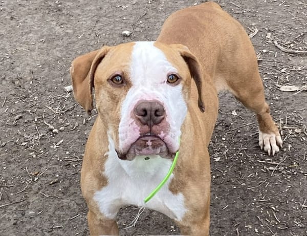 TYSON