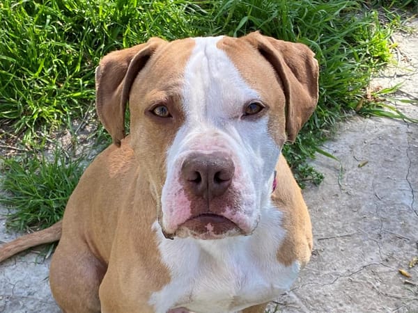 TYSON