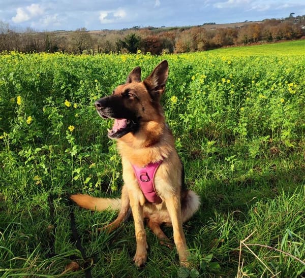 Orla
