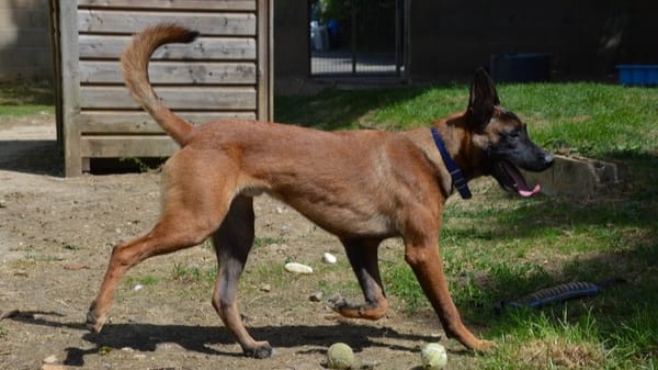 CHICO CHAO
