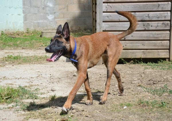 CHICO CHAO