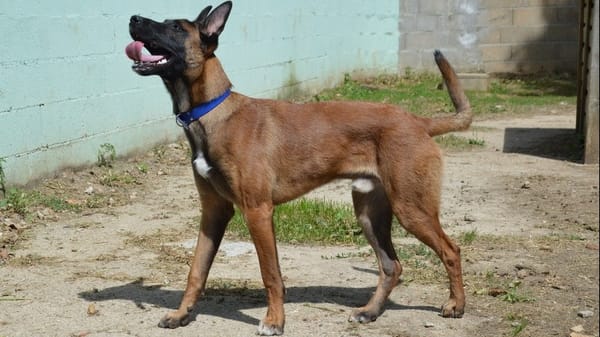 CHICO CHAO