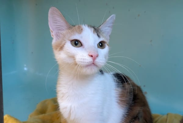 Pamplemousse [Chaton]