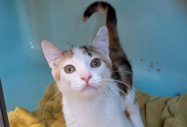 Pamplemousse [Chaton]
