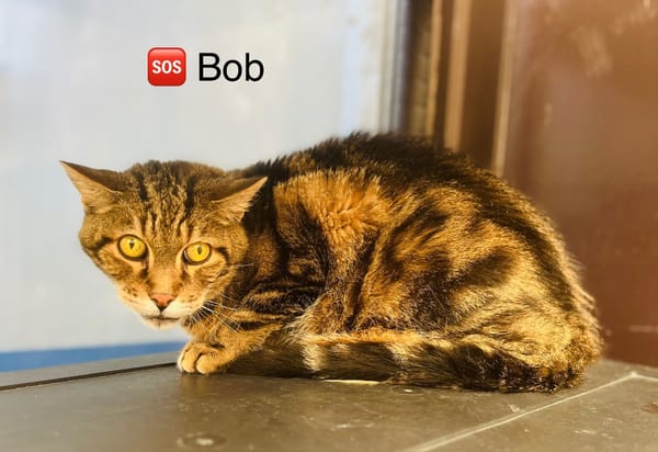 Bob
