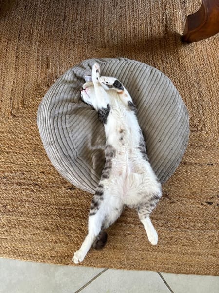 NOVA