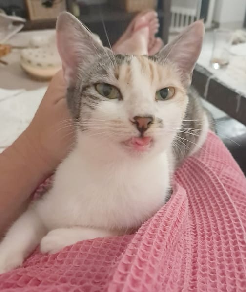 NOVA