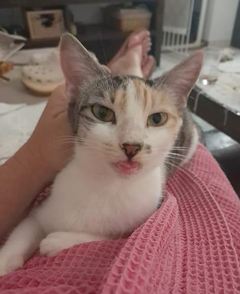 NOVA
