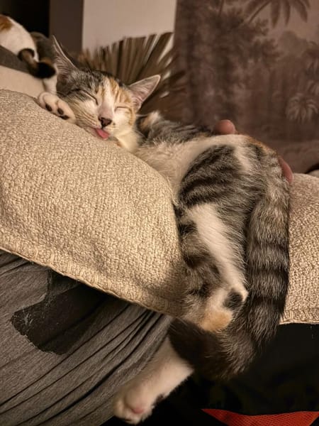NOVA