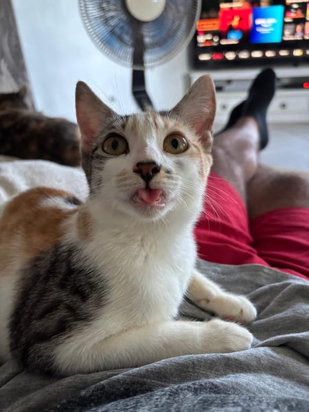 NOVA