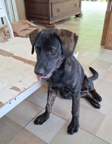 EASTER chiot Berger Créole mâle